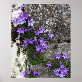 Campanula Flowers die op een muur groeien Poster