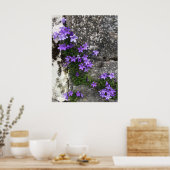 Campanula Flowers die op een muur groeien Poster (Keuken)