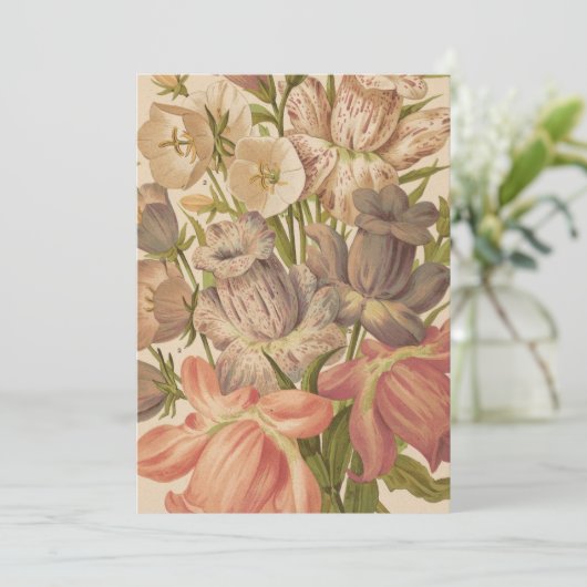 Campanula | George Nicholson (Staand voorkant)