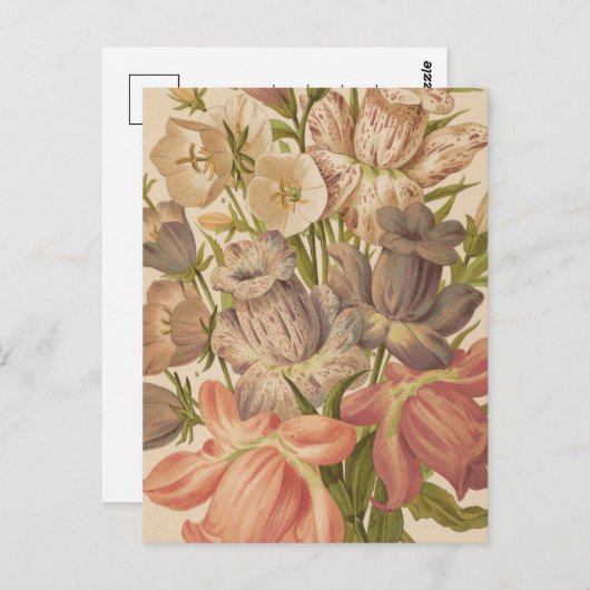 Campanula | George Nicholson Briefkaart (Voorkant / Achterkant)