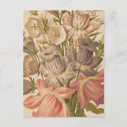 Campanula | George Nicholson Briefkaart (Voorkant)