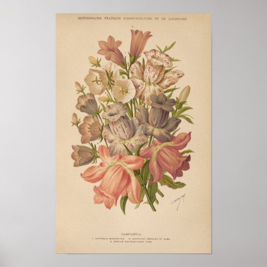 Campanula | George Nicholson Poster (Voorkant)
