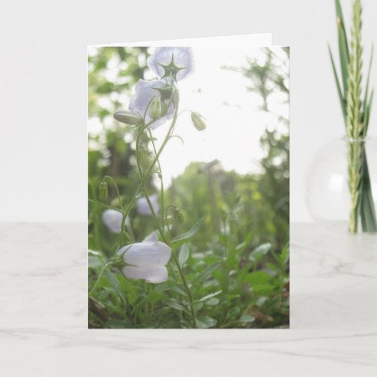 Campanula Kaart (Voorkant)