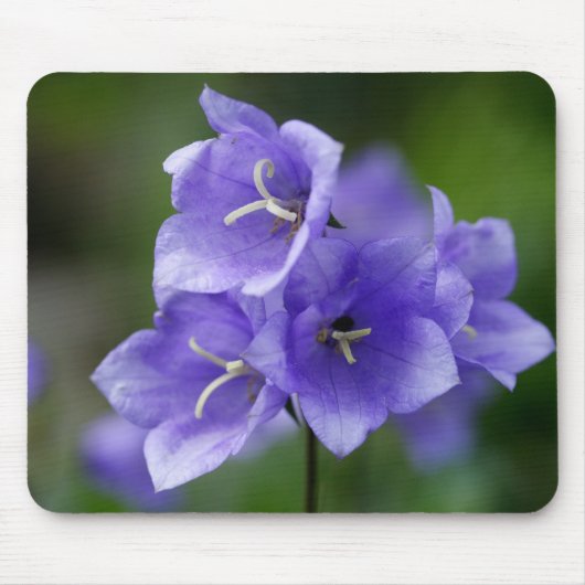 Campanula Muismat (Voorkant)