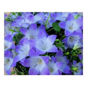 Campanula Paarse witte bloemen Foto Perfect Poster