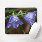 Campanula "Sarastro" (bloem) Muismat (Met muis)
