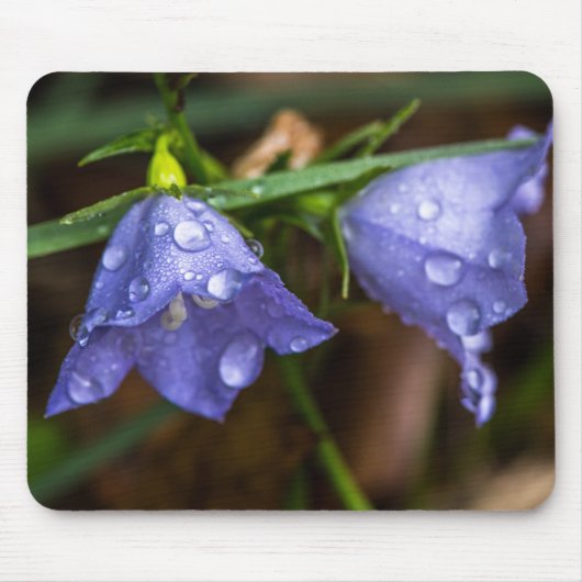 Campanula "Sarastro" (bloem) Muismat (Voorkant)