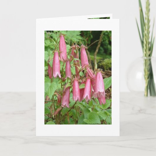 Campanula takesimana notecard kaart (Voorkant)