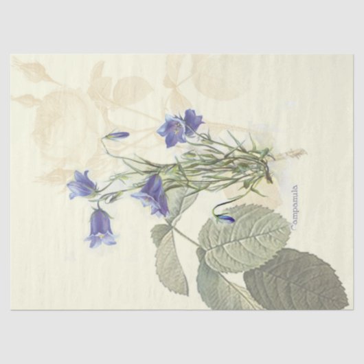 Campanula tissuepapier (Voorkant)