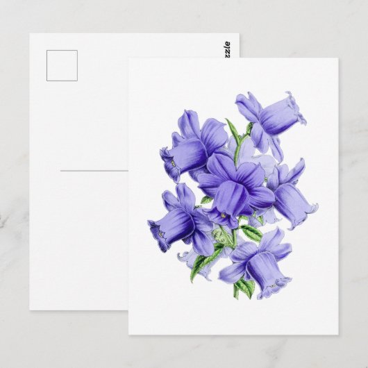 Campanula Vintage Botanical Postcard Briefkaart (Voorkant / Achterkant)