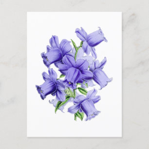 Campanula Vintage Botanische Ansichtkaart Briefkaart