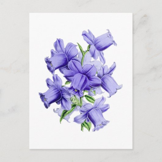 Campanula Vintage Botanische Ansichtkaart Briefkaart (Voorkant)