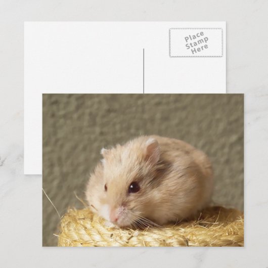 Campbells Dwarf Russian Hamster, Argente Briefkaart (Voorkant / Achterkant)
