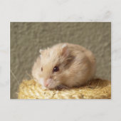 Campbells Dwarf Russian Hamster, Argente Briefkaart (Voorkant)