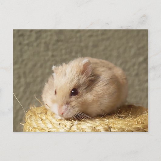 Campbells Dwarf Russian Hamster, Argente Briefkaart (Voorkant)