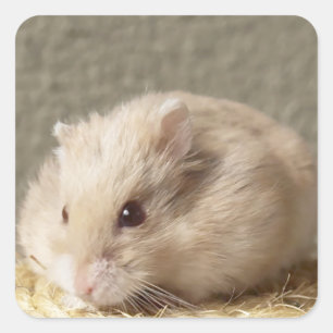 Campbells Dwarf Russische Hamster Vierkante Sticker