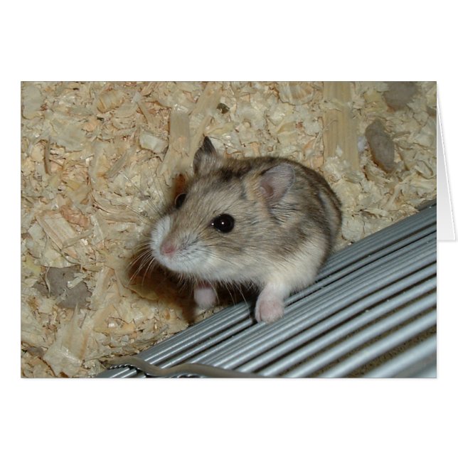 Campbells Hamster (Voorkant Horizontaal)