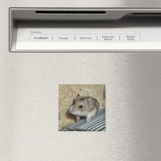Campbells Hamster Magneet (Insitu (Vaatwasser))
