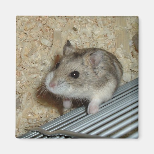 Campbells Hamster Magneet (Voorkant)