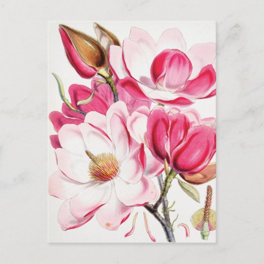 Campbell's Magnolia Briefkaart (Voorkant)