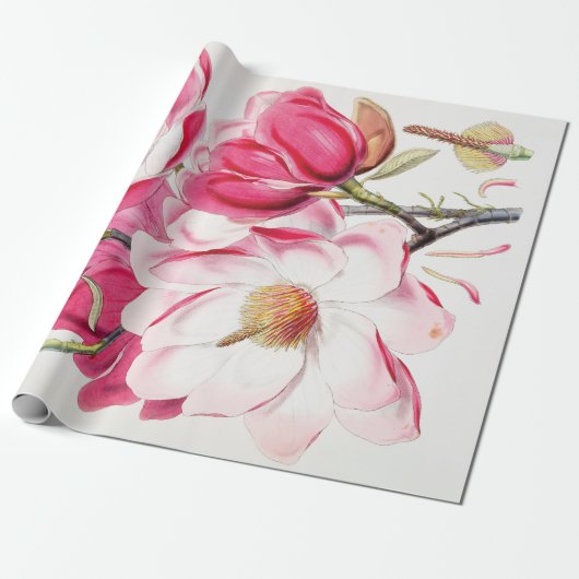Campbell's Magnolia Cadeaupapier (Uitgerold)