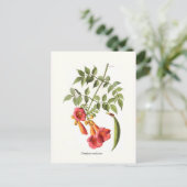 Campesradianten, Trumpet Vine. Briefkaart (Staand voorkant)