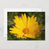 Camphor Briefkaart (Voorkant / Achterkant)