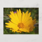 Camphor Briefkaart (Voorkant)