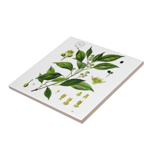 Camphor Tegeltje (Zijkant)