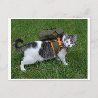 Camping Kat Briefkaart