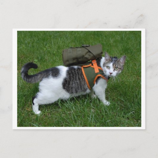 Camping Kat Briefkaart (Voorkant)