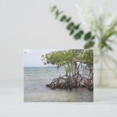 Caña Gorda Guanica Briefkaart (Staand voorkant)