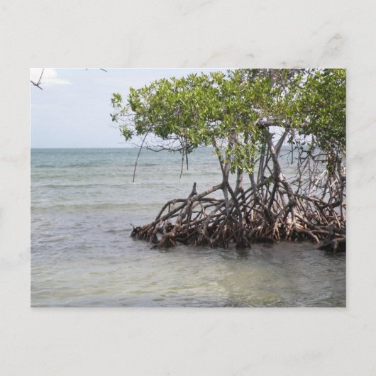 Caña Gorda Guanica Briefkaart (Voorkant)