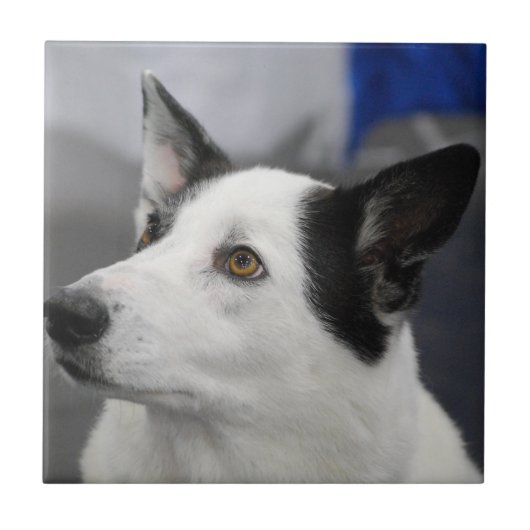 Canaan Dog Tile Tegeltje (Voorkant)