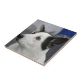 Canaan Dog Tile Tegeltje (Zijkant)