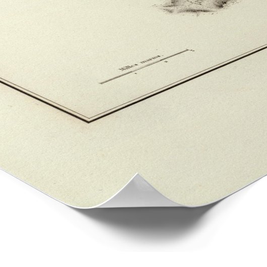 Canada 4 poster (Hoek)