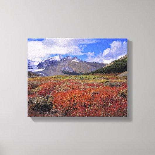 Canada, Alberta, Banff NP. Blauwe bosbessen bloeie Canvas Afdruk (Voorkant)