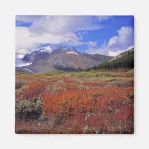 Canada, Alberta, Banff NP. Blauwe bosbessen bloeie Magneet