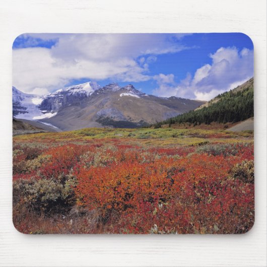Canada, Alberta, Banff NP. Blauwe bosbessen bloeie Muismat (Voorkant)
