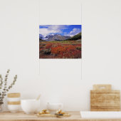 Canada, Alberta, Banff NP. Blauwe bosbessen bloeie Poster (Keuken)
