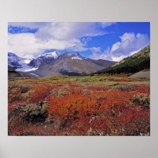 Canada, Alberta, Banff NP. Blauwe bosbessen bloeie Poster (Voorkant)