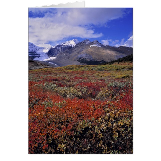 Canada, Alberta, Banff NP. Blauwe bosbessen zorgen (Voorkant)