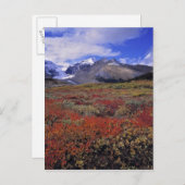 Canada, Alberta, Banff NP. Hucklebes leveren Briefkaart (Voorkant / Achterkant)