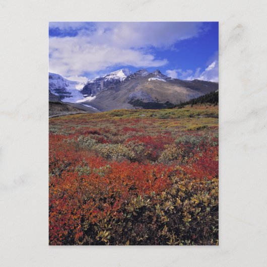 Canada, Alberta, Banff NP. Hucklebes leveren Briefkaart (Voorkant)