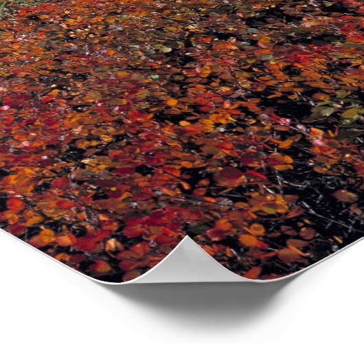 Canada, Alberta, Banff NP. Hucklebes leveren Poster (Hoek)