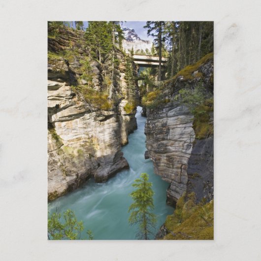 Canada, Alberta, Jasper National Park, Athabasca 2 Briefkaart (Voorkant)