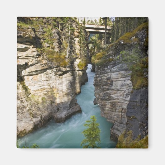 Canada, Alberta, Jasper National Park, Athabasca 2 Magneet (Voorkant)