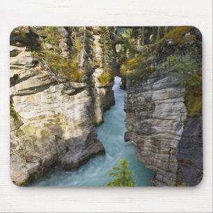 Canada, Alberta, Jasper National Park, Athabasca 2 Muismat