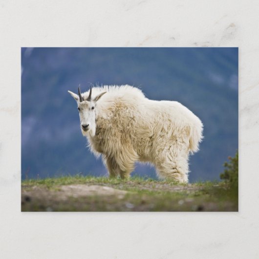 Canada, Alberta, Jasper National Park, Briefkaart (Voorkant)