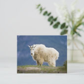 Canada, Alberta, Jasper National Park, Briefkaart (Staand voorkant)